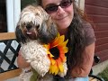 Chien Milou - 2