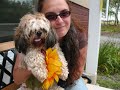 Chien Milou - 1