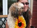 Chien Milou - 3