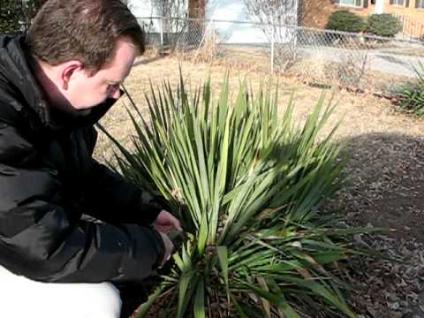 how to harvest yucca