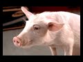 Media Markt Spot Kein Schwein