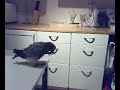 parrot wink