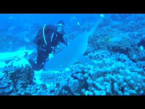 ergiannico - Drift divng at North Pass in Fakarava, French Polynesia.