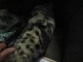 videos de Travesuras de ORCO