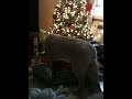 Coby's first Christmas