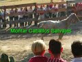 fiesta del caballo en maside  ourense 