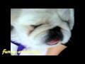 Dog snoring with tongue out 