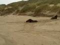 Catlins Sealions.wmv