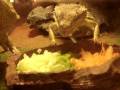 Rocco + Spike - Bearded Dragon's Eating