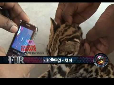 LEOPARD CAT +