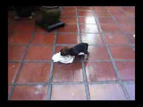 Brussels Griffon - 8 weeks old