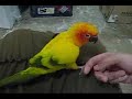 birds01 birds01