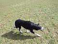 Rob \"Dogge\"