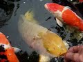 Hand Feeding Nishikigoi (Koi) 04-05-2007 Part 2 Hand Feeding Nishikigoi (Koi) 04-05-2007 Part 2