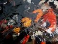 Hand Feeding Nishikigoi (Koi) 04-05-2007 Part 2