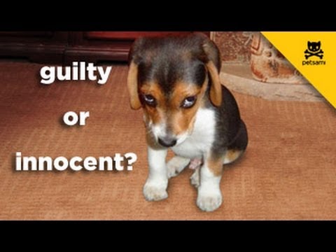 guilty - A dog is questioned when her owner comes home and sees that his bed sheets were ruined. The dog hides in the shower and looks more than guilty! For more hila...