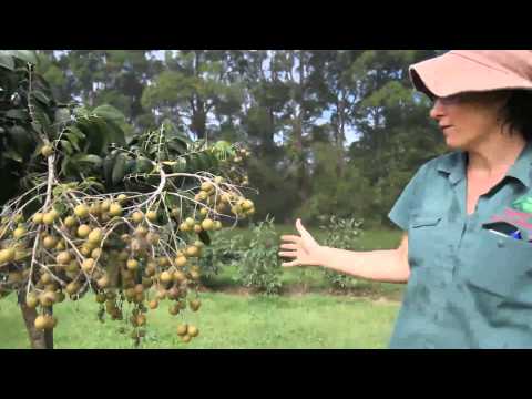 how to fertilize longan tree