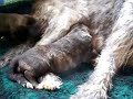 Irish Wolfhound Puppies 20 days old