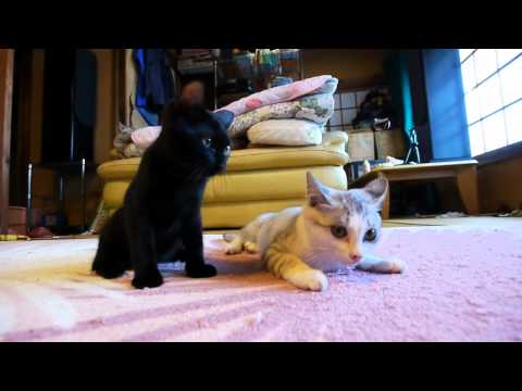猫じゃらしリレー relay