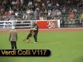 SV BSZS-2006 Oberhausen World German Shepherd Championship Ruden Protection (Part III). Dog training. Xenian vom Bramberg, Carlo vom Solling, Waldo dei Verdi Colli, ?, Arex vom Herbramer. By eyes of Irina Kuznetsova (vom Irin Hof kennel).Бундес Зигер 2006 Оберхаузен Немецкая овчарка Кобели Проверка поведения (Часть III) как её увидела Ирина Кузнецова ( владелица питомника фом Ирин Хоф ).http://members.virtualtourist.com/m/tt/79622/#TL