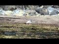 Western Gull with crab at Cabrillo National Monument Tidepools.MOV