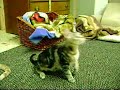Fozziebear the kitten