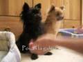 Tootsy et Bridgt betisier duo 25.07.07
