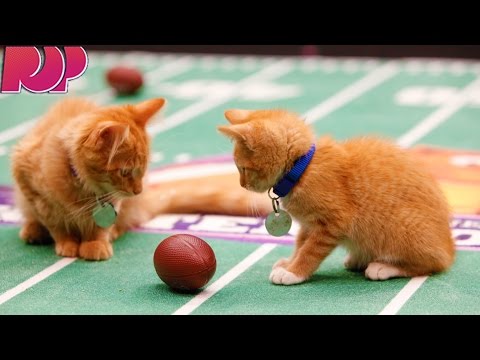 Kittens Show Off Their Football Skills For The Kitten Bowl
