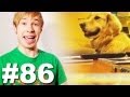 Собака-блюзяка @_@ [the Blues Dog] | Просмотры: 2,186,740