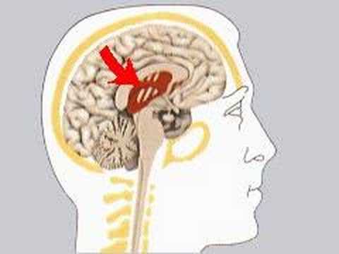 dizzo95 - How the Body Works The Limbic System The limbic system, a paired structure, is concerned with memory and emotions. The striped area shows the position of tho...