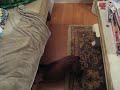 Rocky the badger dog