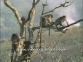 Beruk dan kehendak semulajadi (tatapan 18tahun ke atas aje)