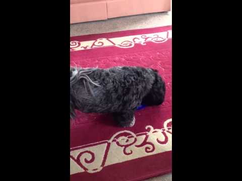 how to treat lhasa apso