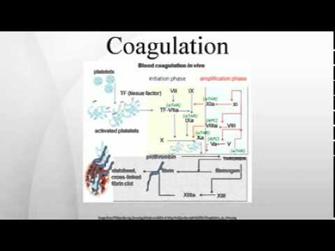 how to treat factor xi deficiency