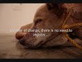 guillermo-vargas-habacuc-starves-a-dog-to-death.html