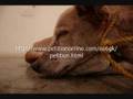 Guillermo Vargas Habacuc starves a dog to death