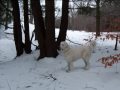 Polish Tatra Sheepdog