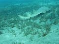 Guitarshark in Abu Dabab