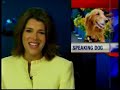 Training Dogs the Aussie Way