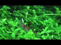 Shrimp Tank Japonic, Bummble bee, Cherry Reds, Amano