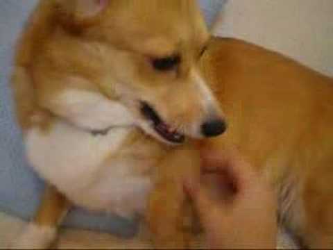 Corgi,Welsh,ウェルシュ