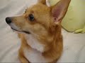 Welsh Corgi ?????????? ???????