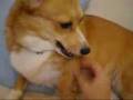 Welsh Corgi ウェルシュ・コーギー ハウスいやいや
