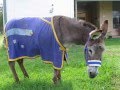 videos de Donkey Sanctuary - Alices Tribute