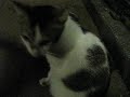 Deh Mau Mau
