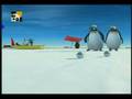 V�deo Pigloo - Reagee de pinguin 