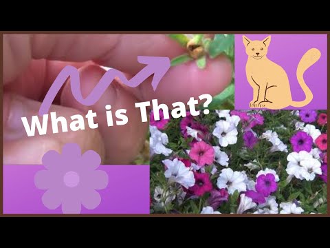 how to harvest flower seeds