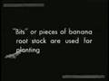 About-Bananas-1935-P