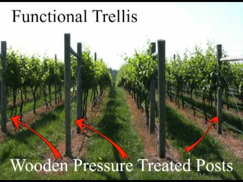 how to trellis a grape vine
