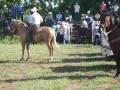 videos de jaripeo